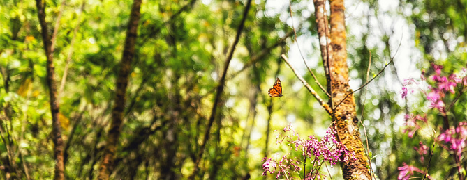 A monarch butterfly and pink flowers in the Monarch Butterfly Biosphere Reserve, Michoacan (Mexico)