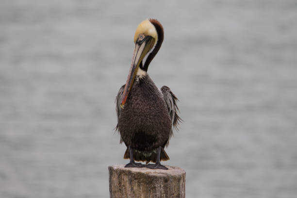 istock Pelican on wooden pier 928036884