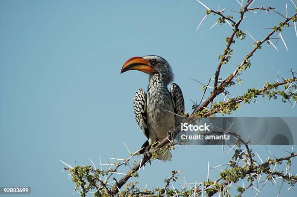 Foto de Calaularanja2 e mais fotos de stock de Arbusto - Arbusto, Asa animal, Calau