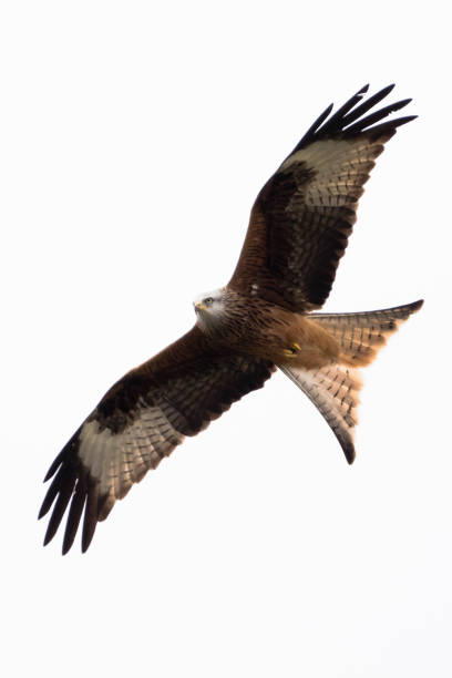 istock Red Kite flying in mid Wales 928037244