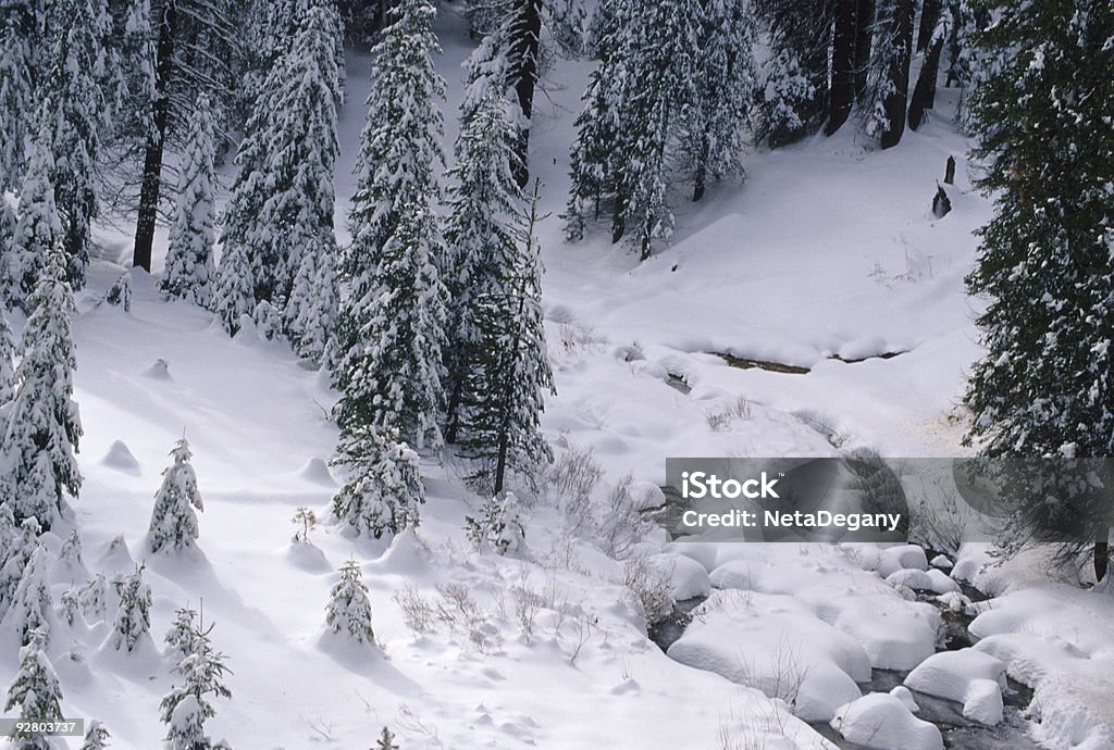 Sequoia National Park w śniegu - Zbiór zdjęć royalty-free (Ameryka)