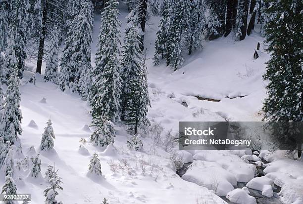 Sequoia National Park W Śniegu - zdjęcia stockowe i więcej obrazów Ameryka - Ameryka, Biały, Biegi narciarskie