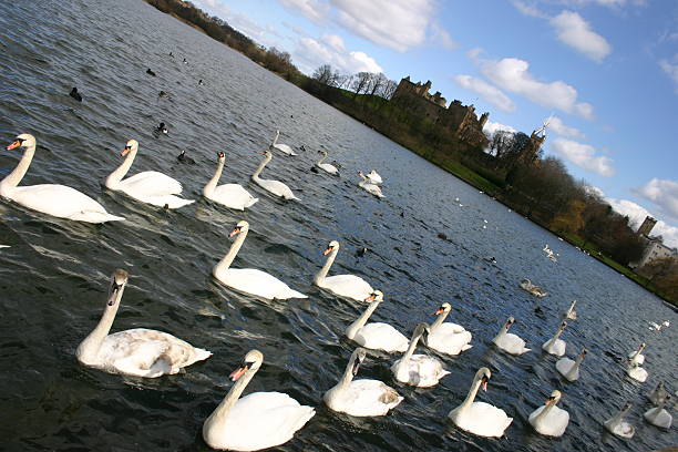 marzo del swans - linlithgow palace foto e immagini stock