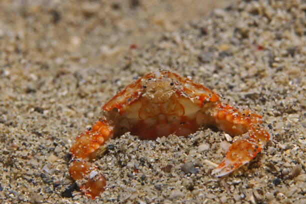 istock Bulbous purse crab (Umalana purarensis) 928039542