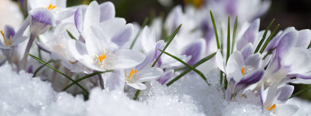 istock crocus flowers blooming through the melting snow in the spring 928039718