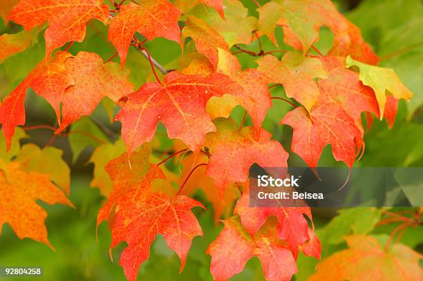 Changing Color Stock Photo - Download Image Now - Autumn, Branch - Plant Part, Bush