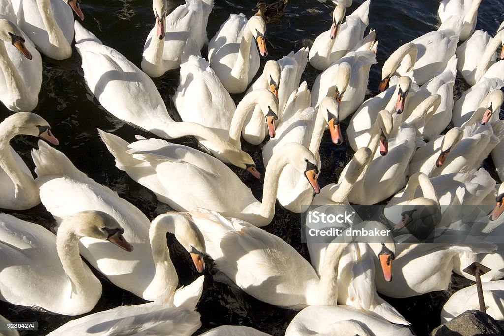 Swans - Foto stock royalty-free di Acqua