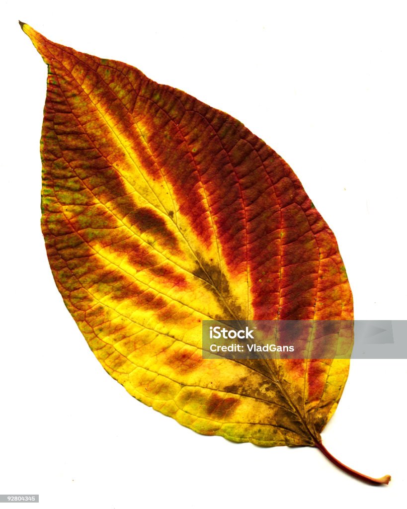 Doskonałe autumnal leaf - Zbiór zdjęć royalty-free (Abstrakcja)