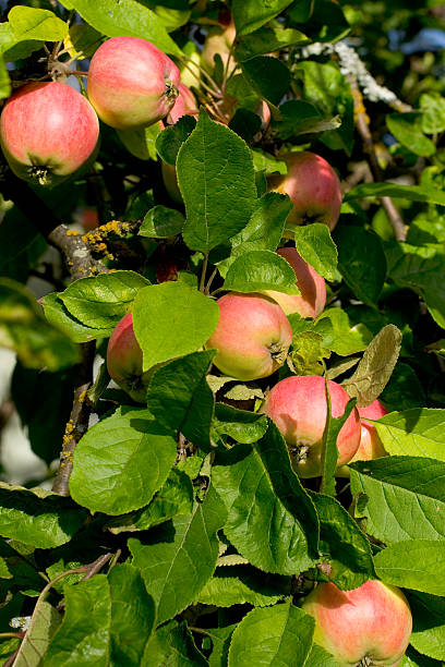 appletree - fruitfruits ストックフォトと画像