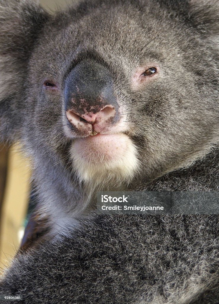 Tiere-Koala - Lizenzfrei Ast - Pflanzenbestandteil Stock-Foto