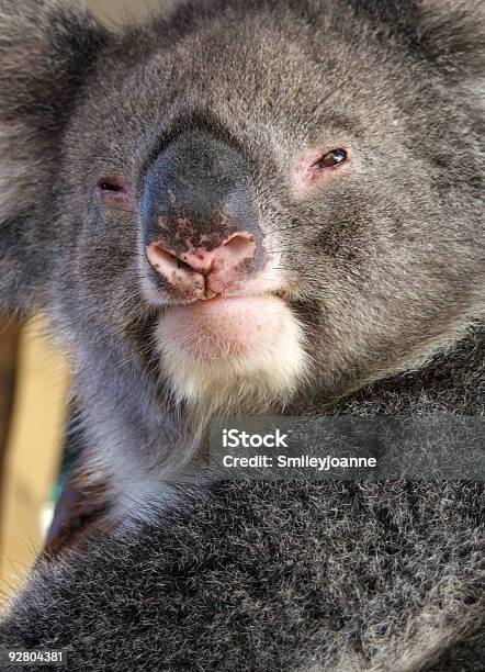 Tierekoala Stockfoto und mehr Bilder von Ast - Pflanzenbestandteil - Ast - Pflanzenbestandteil, Australien, Baum