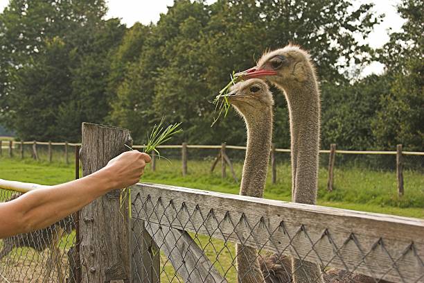 istock Ostrich nourisher 92804386