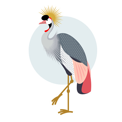 Bird Crowned Crane. Decorative vector bird - flat icon. Illustration bird isolated image on a white background.
