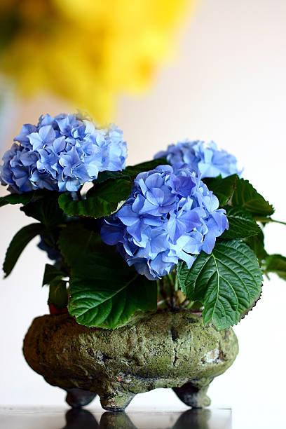 istock flowers in vases 02 92804405