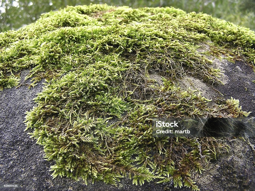 Moss uma rock - Royalty-free Camuflagem - Padrão Foto de stock