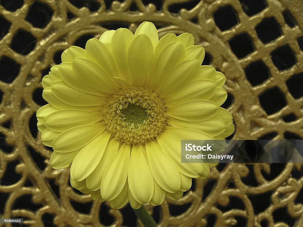 GIALLO E ORO - Foto stock royalty-free di Aiuola