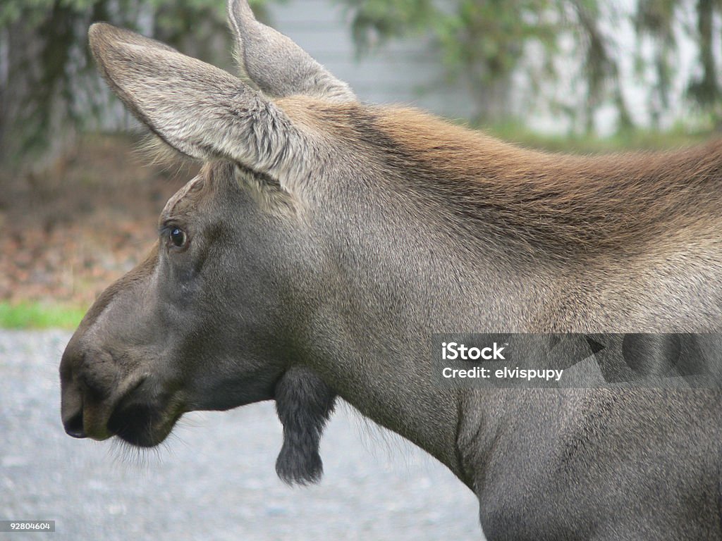 Cría de alce aproximadamente 6 meses de edad - Foto de stock de Alaska - Estado de los EE. UU. libre de derechos