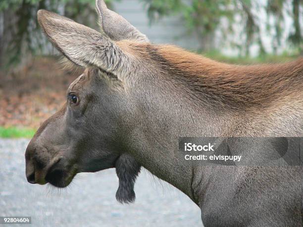 Cría De Alce Aproximadamente 6 Meses De Edad Foto de stock y más banco de imágenes de Alaska - Estado de los EE. UU. - Alaska - Estado de los EE. UU., Alce, Animal