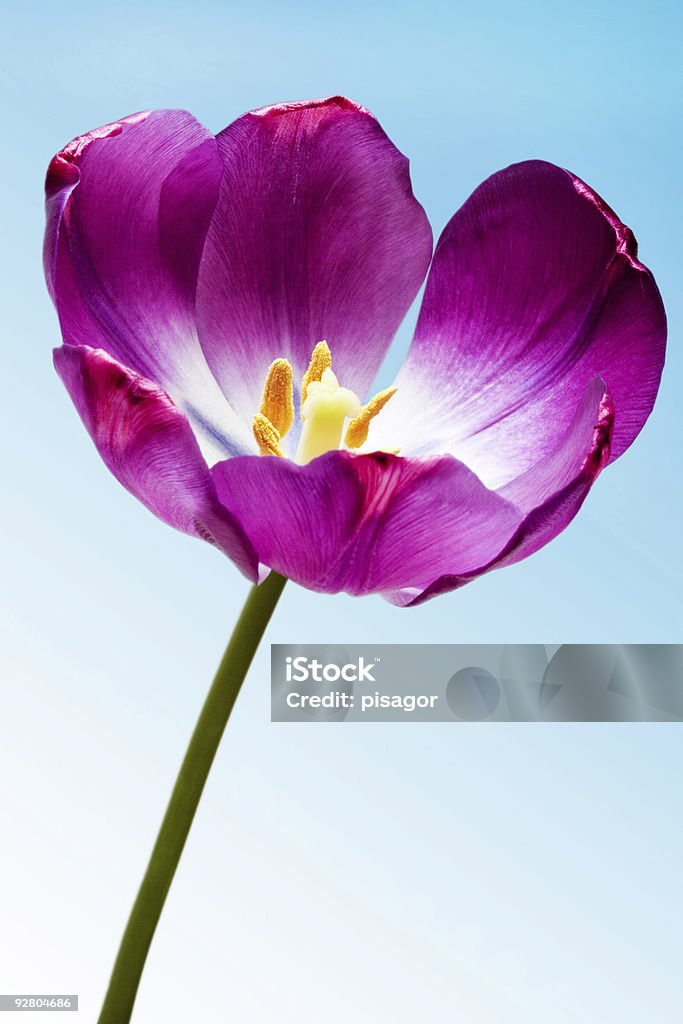 Tulipa - Foto de stock de Amor royalty-free