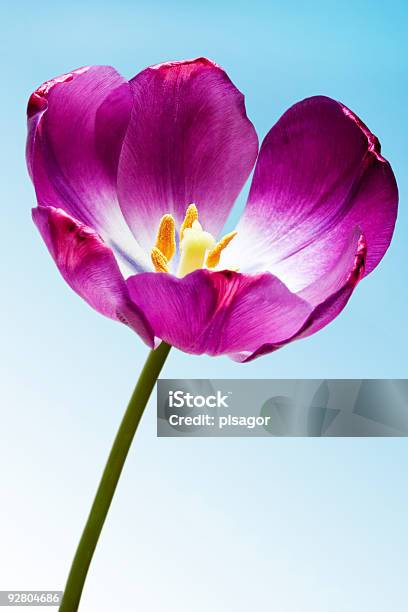 Foto de Tulipa e mais fotos de stock de Amor - Amor, Beleza, Cabeça da flor