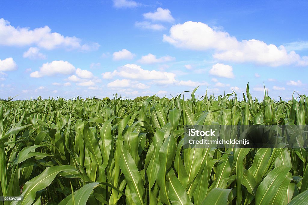 Corn Field - Foto de stock de Maíz - Zea libre de derechos