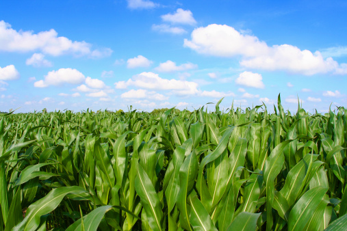 Field of corn against cloudy blue sky. Close-up shot with wide angle lens.
