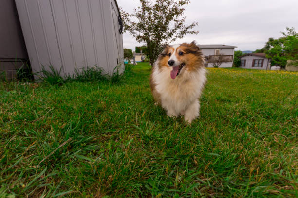 A Single Miniature Collie Roams Around The Backyard Of A Suburban Neighborhood stock photo