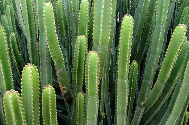 Cactus Plant 01 stock photo