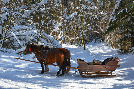 Walking on a frosty winter sunny day in sleigh with horse harness. Snow-covered road in the winter forest.