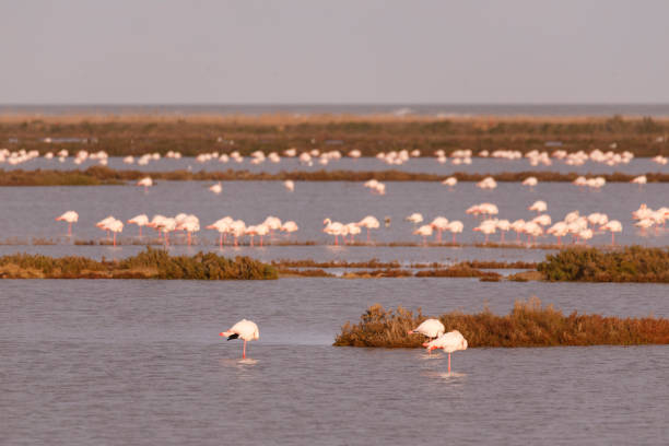 istock Delta del Ebro, Tarragona, Spain 928054150