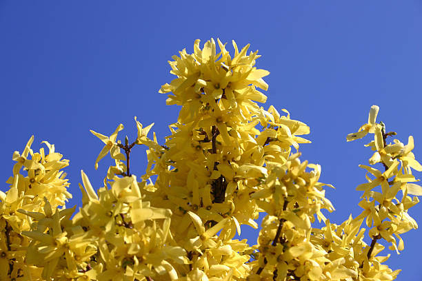 fiore giallo - foto stock