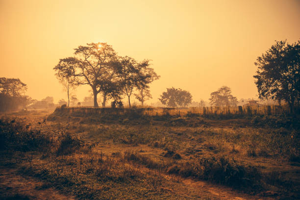 Trees in Autumn Illuminated by Sunlight through Fog at Village in nepal.