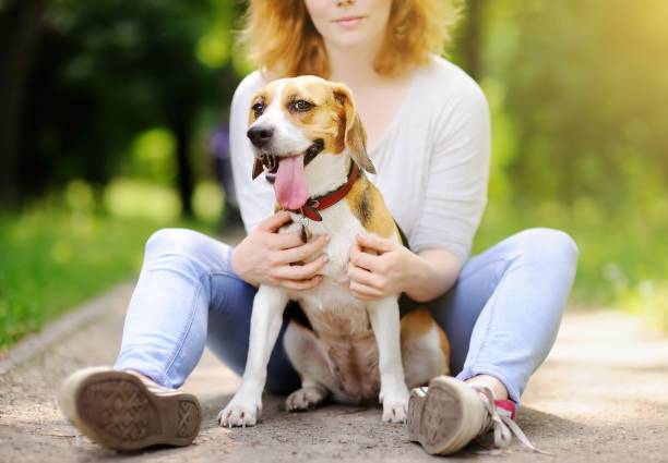istock Young beautiful woman with Beagle dog 928058852