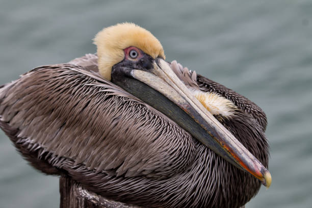 istock Resting Pelican in marina 928059156