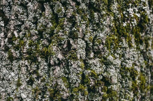 Moss and lichen texture on oak tree bark.  Organic abstract texture and background for design. Closeup view of oak tree bark covered with lichen and moss. Natural pattern for designers.