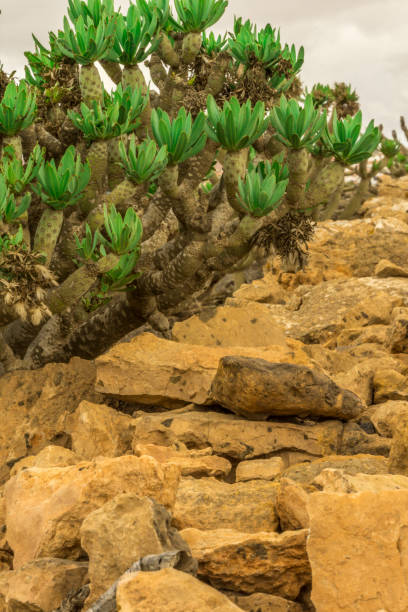 mur de pierres de lave jaune avec des plantes vertes - volcanic landscape rock canary islands fuerteventura photos et images de collection