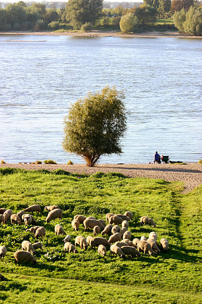 istock sheep and fisher 92805959
