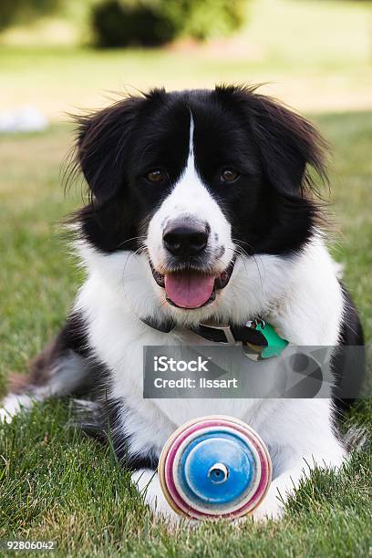 Monaporträt Stockfoto und mehr Bilder von Blick in die Kamera - Blick in die Kamera, Border-Collie, Farbbild