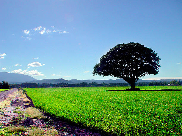 albero nel campo - corvallis foto e immagini stock