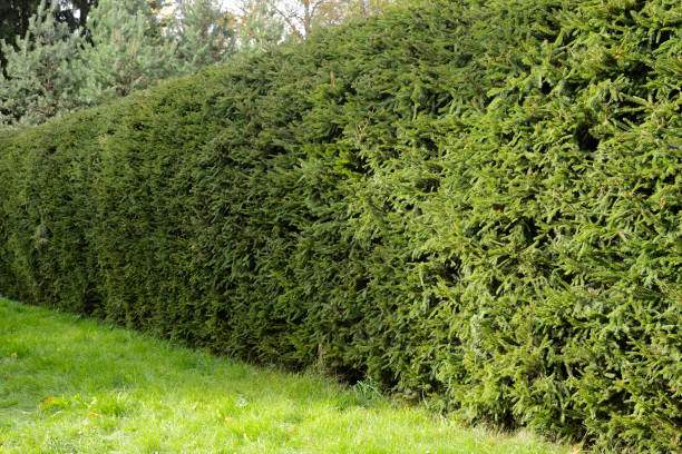 a solid thick green hedge of spruce stock photo