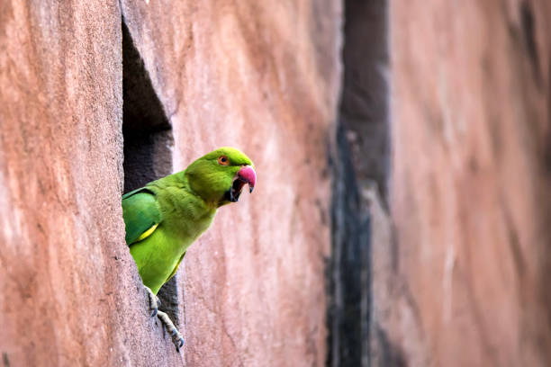 istock Rose-Ringed Parakeet or Psittacula Krameri 928062646