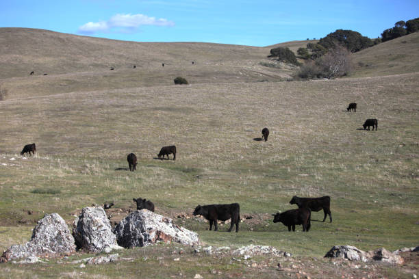 istock Young Beef Cattle in the Field 928066158
