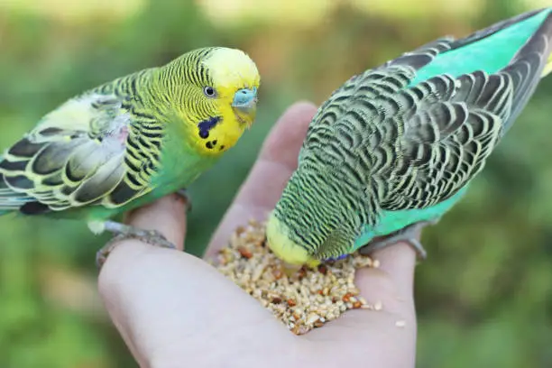 feeding parakeet birds from hand