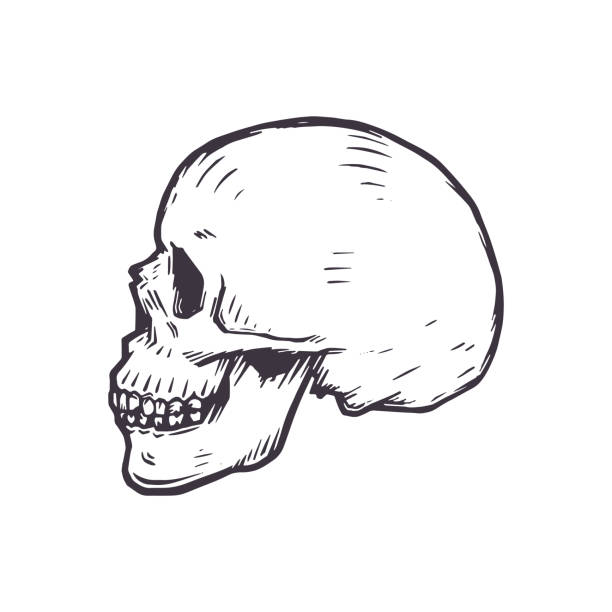 ilustraciones, imágenes clip art, dibujos animados e iconos de stock de ilustración de vector de cráneo humano de la vista de lado - pencil drawing drawing anatomy human bone