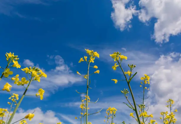 Yellow oilseed rape field under the blue sky with sun.
