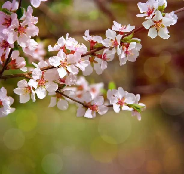 Flowering branches in the sun. Sunrise in the cherry orchard. Spring came. Nature woke up. Cherry blossoming.(Prunus tomentosa, Cerasus tomentosa)  Cherry blossom with pastel-like soft spring green in background. Branches of cherry blossoms. Spring natural background.