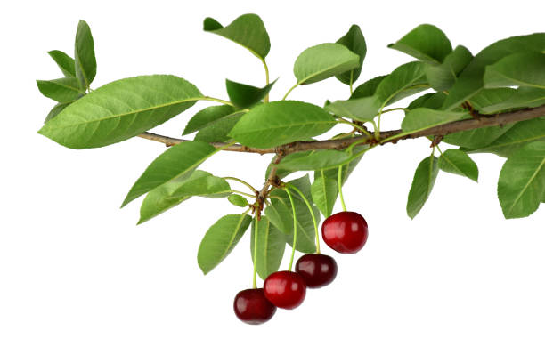 istock Cherry branch with berries, isolated on white background without shadow. 928074012