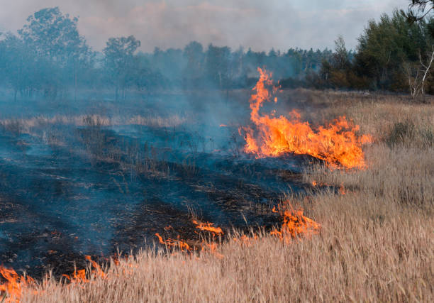 istock The front line of the spreading forest fire which separates dry grass. 928074038