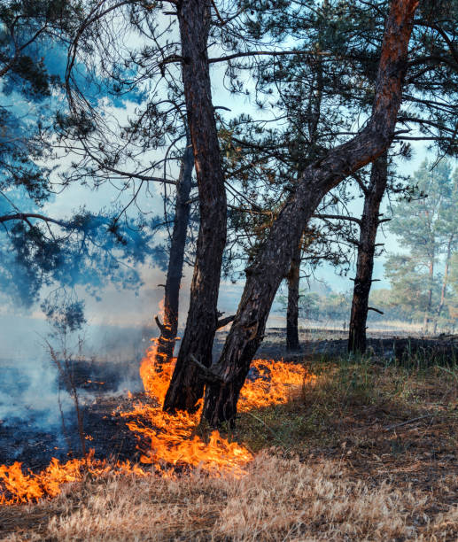istock Development of forest fire. Flame is starting damage of trunk 928074060