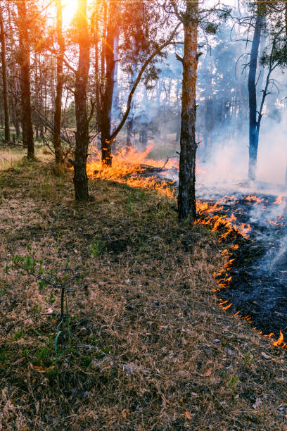 istock The front line of the spreading forest fire which separates dry grass. 928074068